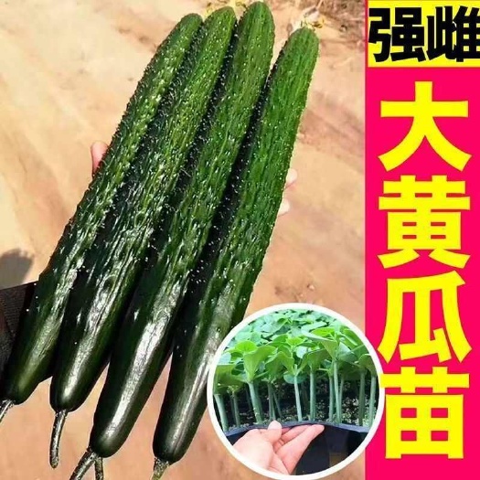 寿光市强雌大黄瓜苗秧带土球水果黄瓜种子高产节节有瓜易种四季蔬菜瓜苗