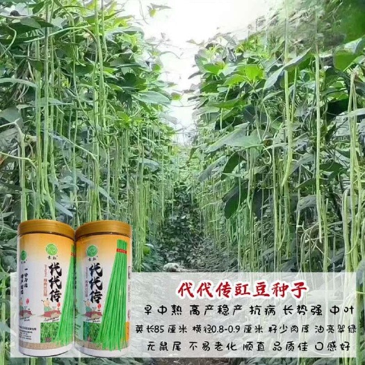 沭阳县代代传长豇豆角种子耐高温芽率高耐贮运早中熟丰产抗病长豆角种子