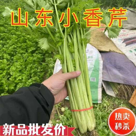 郓城县芹菜农家自种带根带叶新鲜蔬菜 新鲜芹菜 现拔现发芹菜