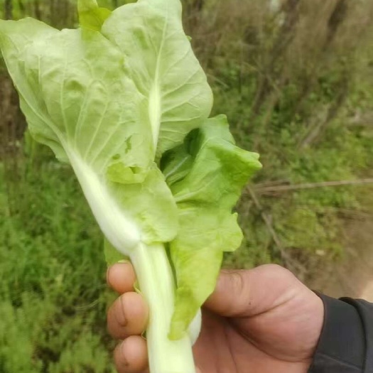 白菜苔～甜菜苔