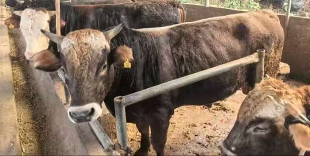 蒙山县1400斤肉牛出售