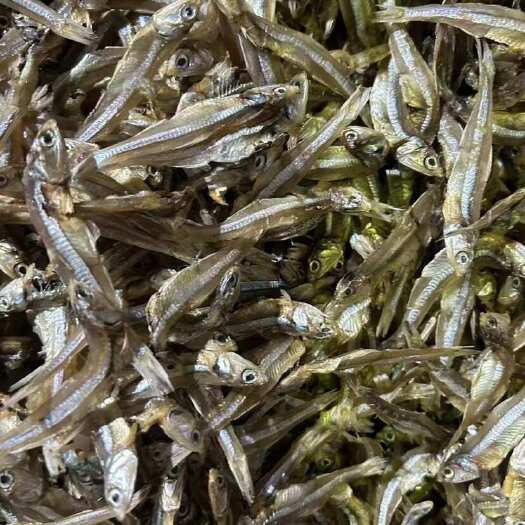 北海白饭鱼干，工厂一手货源供应，广招经销商加入