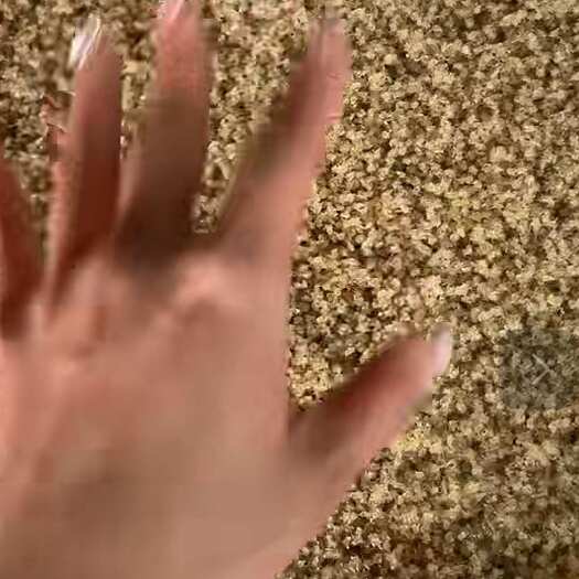 建湖县扣蟹苗