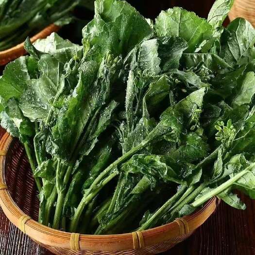 广州新鲜板蓝根菜心，基地直发，品质保证