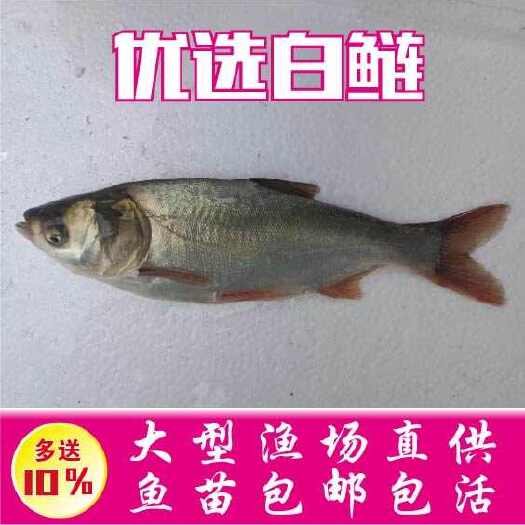 鱼苗场直销优质、白鲢鱼苗、苏鱼鱼茴、跳跳鲢鱼、扁鱼苗