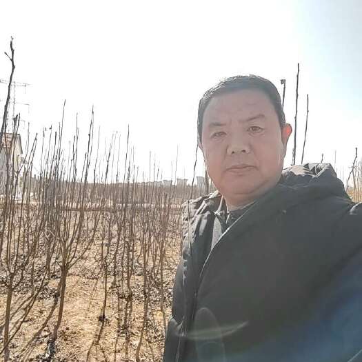 泰安秋月梨树3公分至8公分秋月梨树10公分15公分梨树