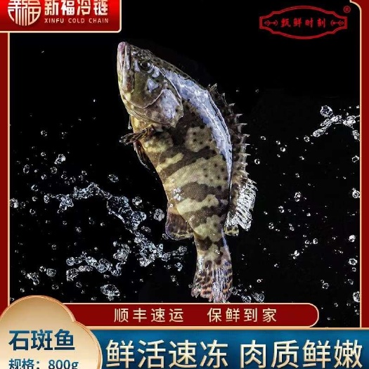 防城港深海石斑鱼