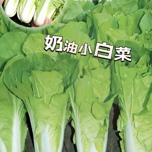 南阳精品   新鲜。奶油小白菜  ￼鲜嫩多汁 叶厚无筋￼
