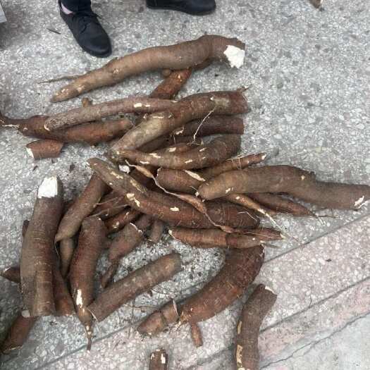 容县广西容县新鲜木薯优质的根茎蔬菜 可放心食用 农家自种当天发货