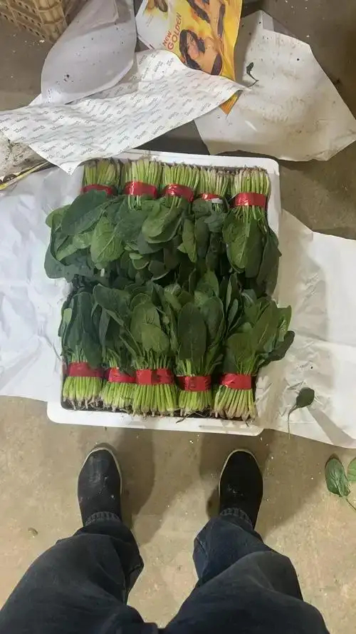 邯郸精品菠菜，产地直销，价格合理，多种规格