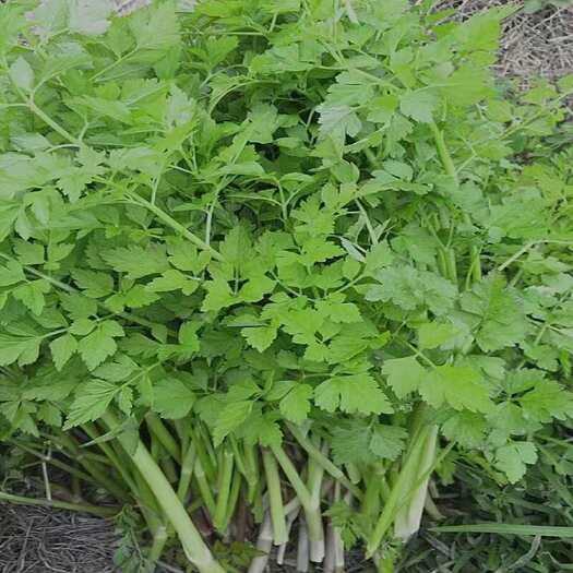 文山市山里 野芹菜