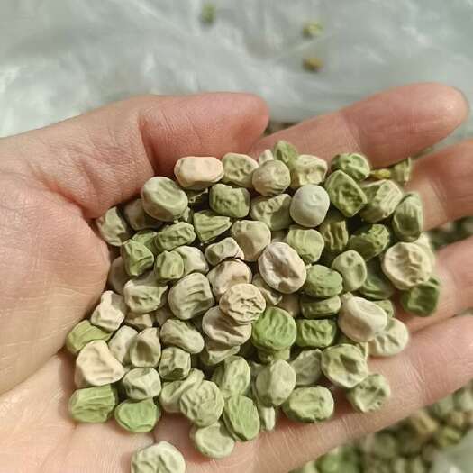 太康县干水果豌豆，水泡可做菜 做汤  农家自种有两百斤，可发物流