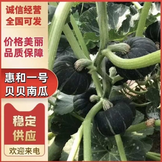 昌乐县惠和一号贝贝南瓜种源肉厚香甜粉糯