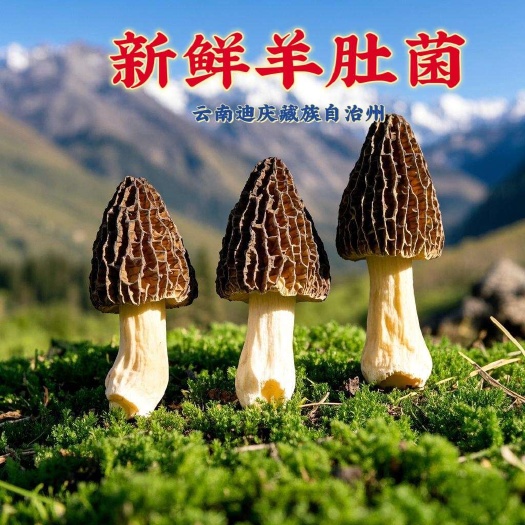 顺丰空运包邮～云南新鲜羊肚菌一斤一公斤装