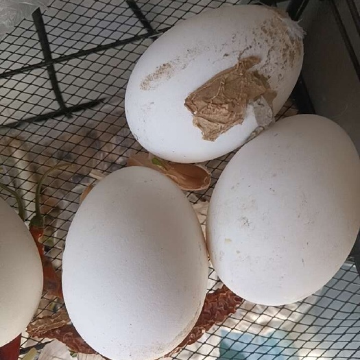 献县自家散养的一千多只大鹅