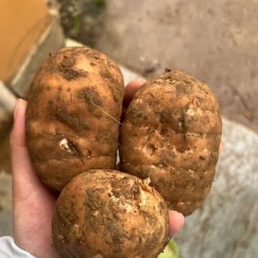 彝良县正宗小草坝天麻小草坝原产地发货干天麻鲜天麻