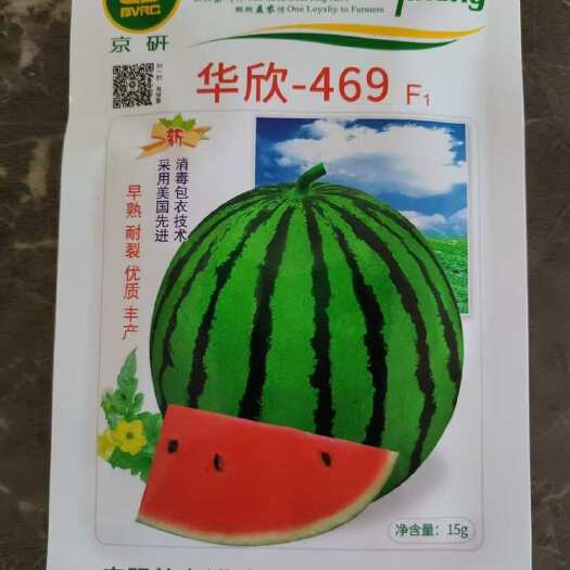 烟台免费送种京研种业华欣469西瓜种子包邮