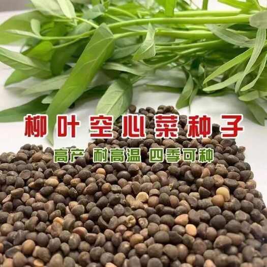 成都柳叶空心菜种子 三叉空心菜种子 蓊菜籽耐热蔬菜阳台蔬菜种子