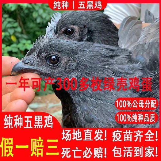 聊城现货1一斤纯种五黑鸡纯种乌骨鸡崽绿壳蛋黑乌鸡土鸡脱温半大鸡苗