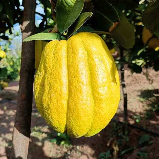 昆明香橼