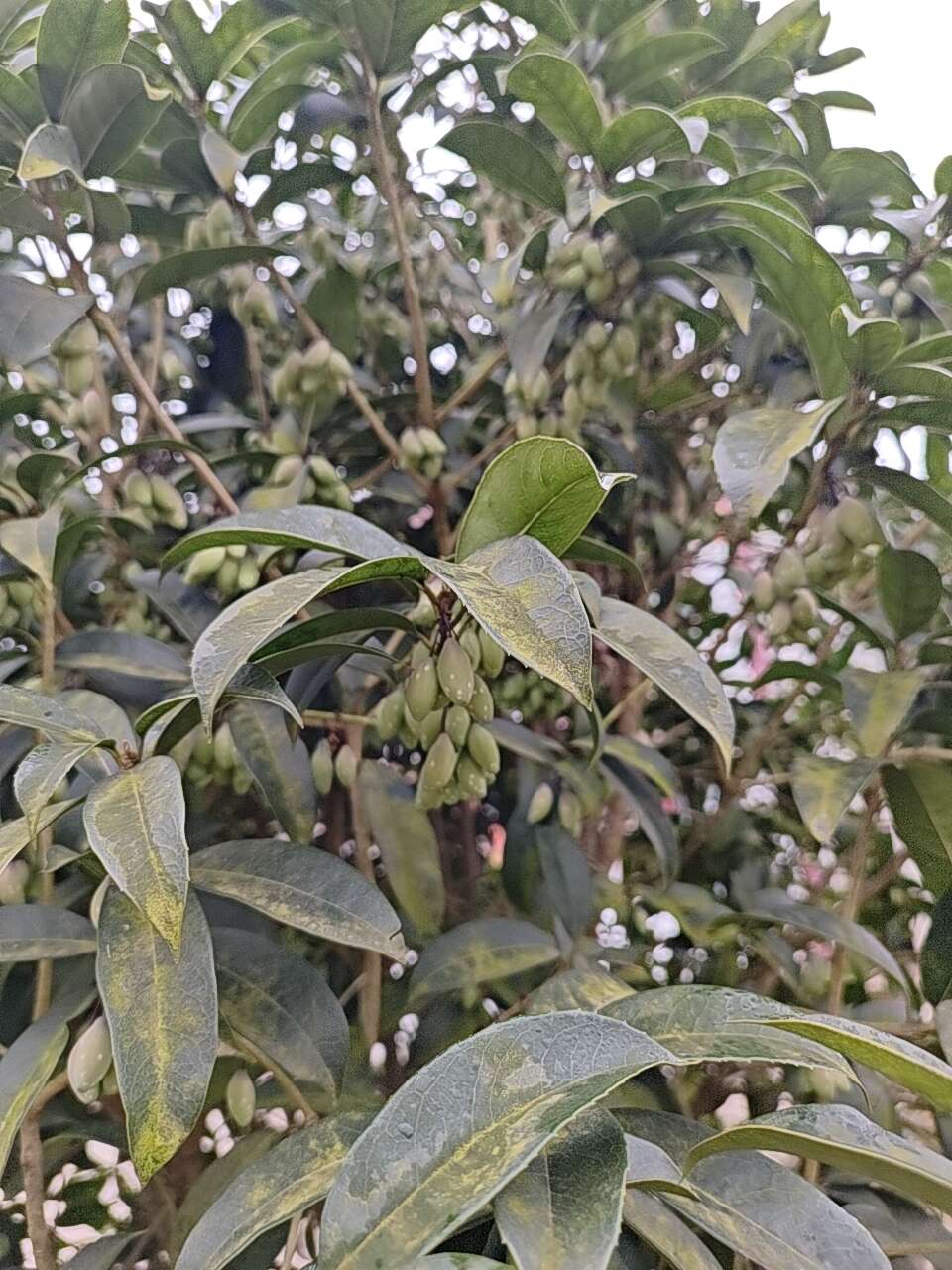 新鲜桂子，订货采摘