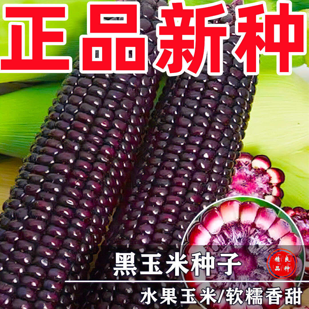 渝黑甜糯950玉米种子国审黑玉米种子甜糯黑950高产玉米种子