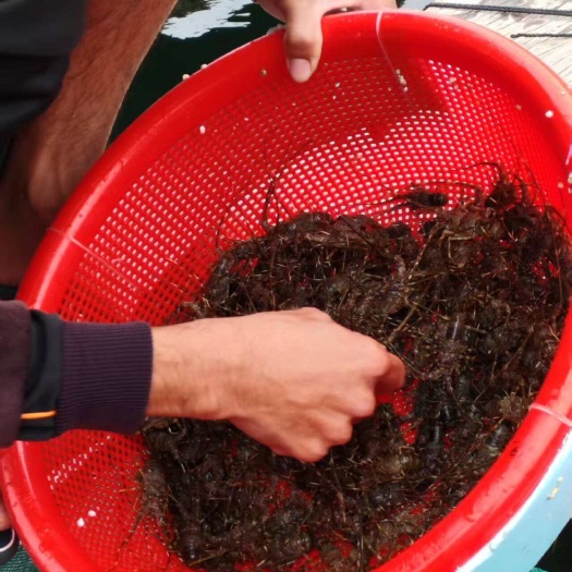 琼海市小青龙虾苗新鲜龙虾苗优质水产种苗供应