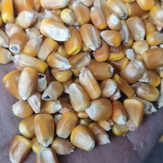 富裕县黑龙江黄玉米粒容重690g/L以上 水分14%