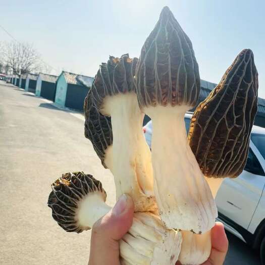 北京大兴种植新鲜六妹羊肚菌