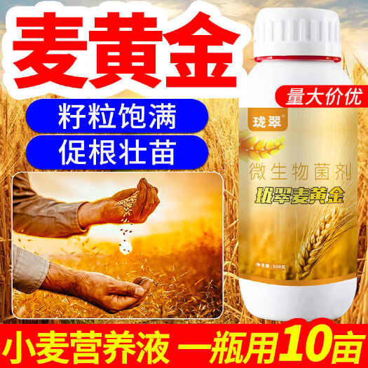 郑州麦黄金小麦专用促进分蘖促根茎秆粗小麦壮苗叶面肥