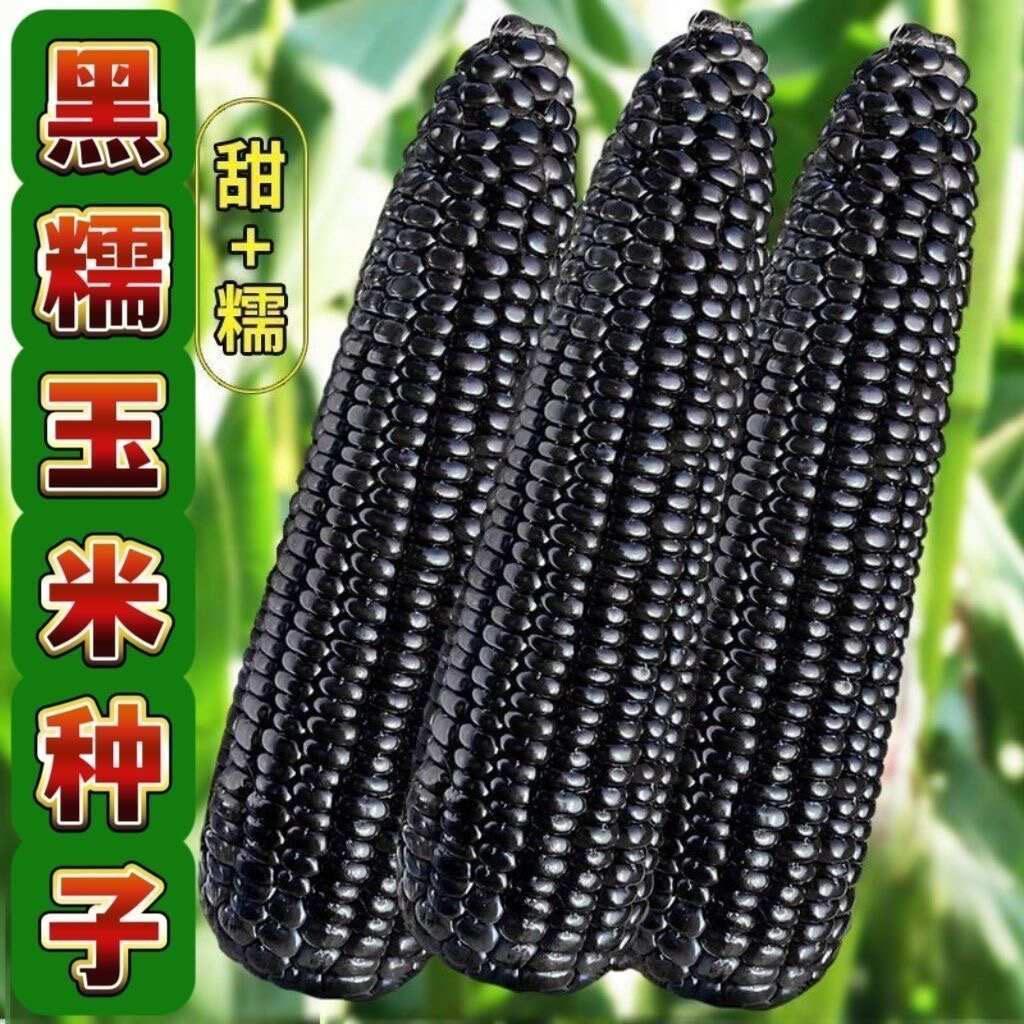 渝黑甜糯950玉米种子国审黑玉米种子甜糯黑950高产玉米种子