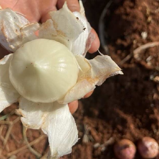 鹤庆县云南独头蒜 紫皮独头蒜 鲜独头蒜