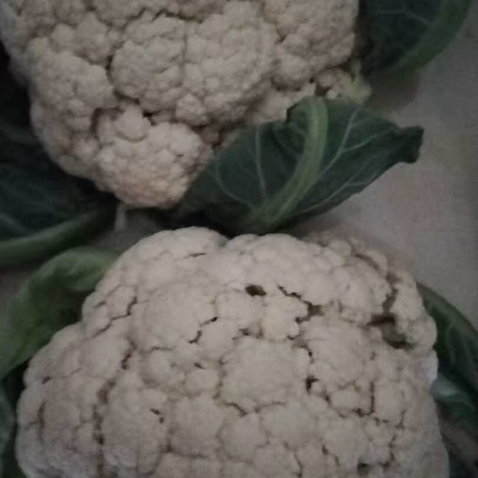 广州大量出售菜花欢迎问价