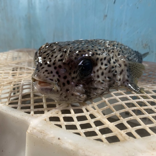 琼海市南海刺龟鱼皮  刺豚鱼  活鱼