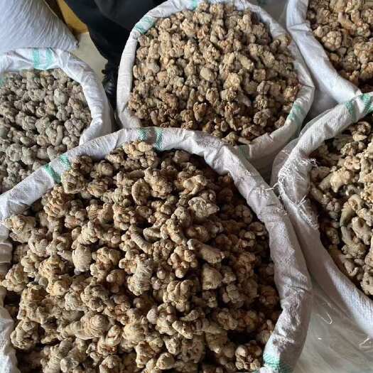 北京黄金个子自己家种植加工