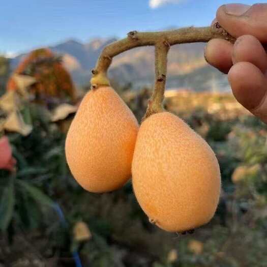 米易县米易枇杷