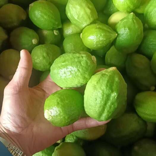 广州广州增城直发新鲜香水柠檬个大皮薄多汁清香可口耐存储易运输