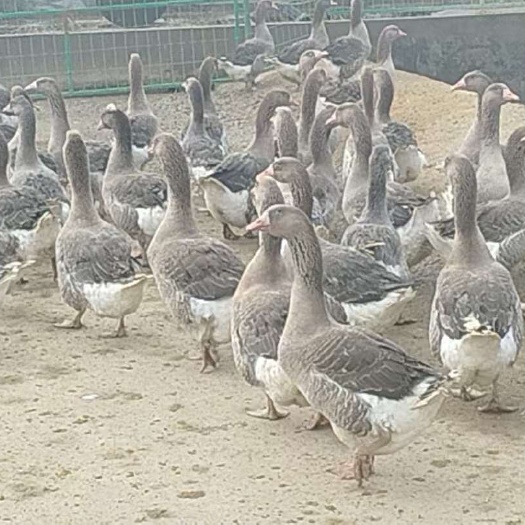 新沂市鹅