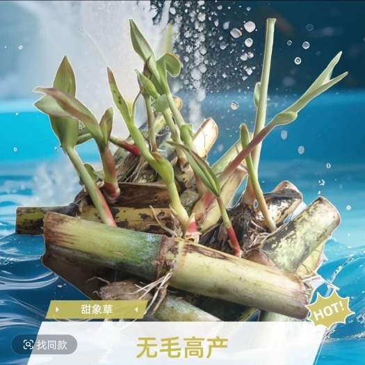 甜象草种 散装批发 产地直发贵州罗甸 正规林木种子经营资质