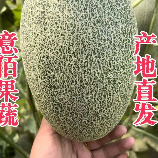 莘县晓蜜25哈密甜瓜风味好专业代收货源充足保质保量欢迎合作共赢