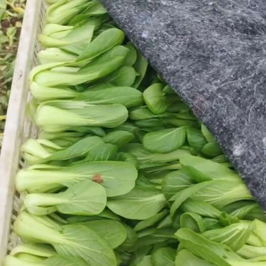 曹县精品油菜