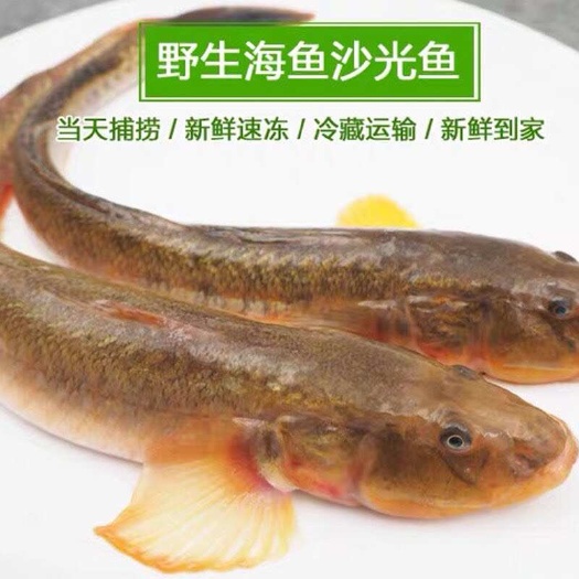 连云港现捕现发沙光鱼鲜活冷冻新鲜小龙鱼胖头鱼海鲶鱼大头鱼海鱼龙尾鱼