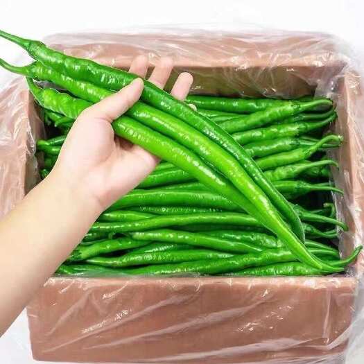 阳西县二荆条