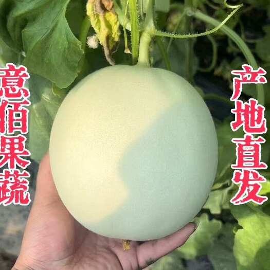 莘县玉菇甜瓜产地百万亩基地专业代发专业品控电商各大市场批发代发
