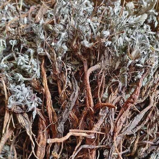 伏牛山翻白草，鸡腿参，全草干货，量大价格可谈，可长期供货。