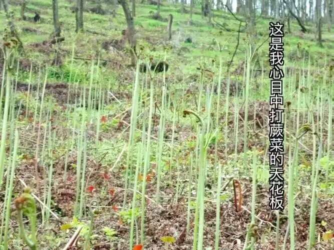 长沙青蕨菜，腌制青蕨苔，绿色食品，湖南特产腌青蕨菜