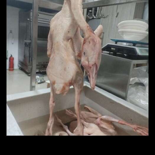 牡丹江东北黑龙江林口散养大白鹅白条鹅