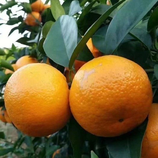漳州沃柑