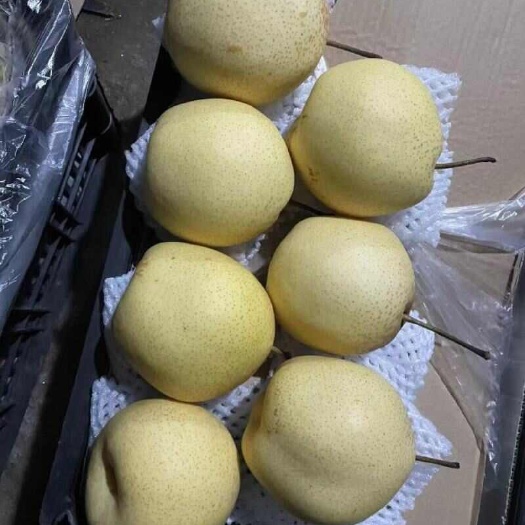 赵县河北赵县雪梨 一手货源常年有货 专业代办备有多座冷库