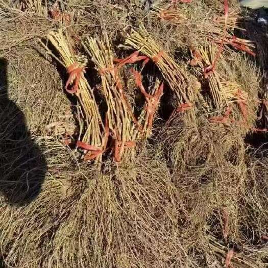 北镇市贝达，山葡萄，占地，抗冻，砧木，庭院爬藤，北镇一手货源，现货